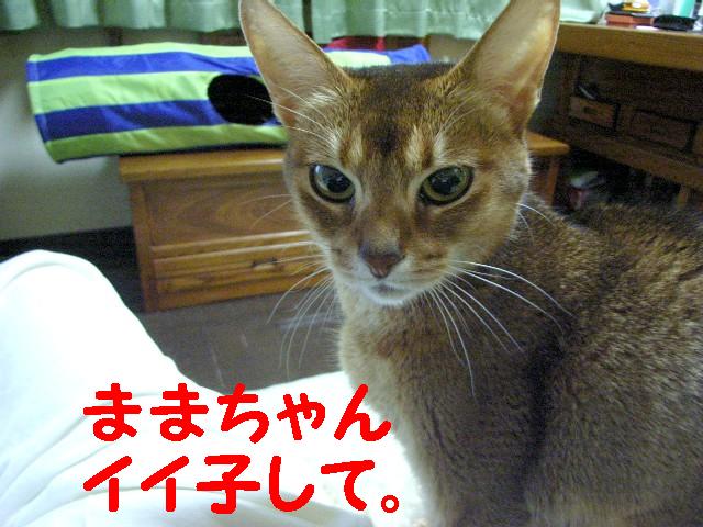 d0081025_2029554.jpg