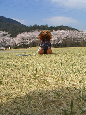 c0115145_1732358.jpg
