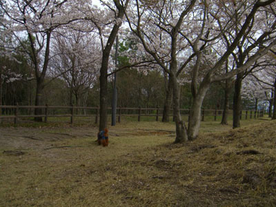 c0115145_1793667.jpg