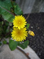 e0080345_1033249.jpg