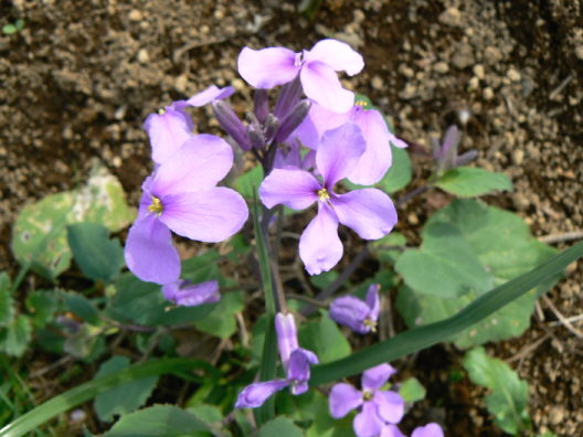 d0091754_2362962.jpg