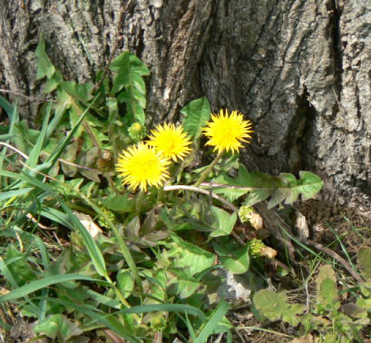d0091754_333264.jpg