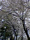 d0109373_23432976.jpg