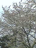 d0109373_2344717.jpg