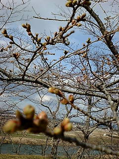 a0097279_20555418.jpg