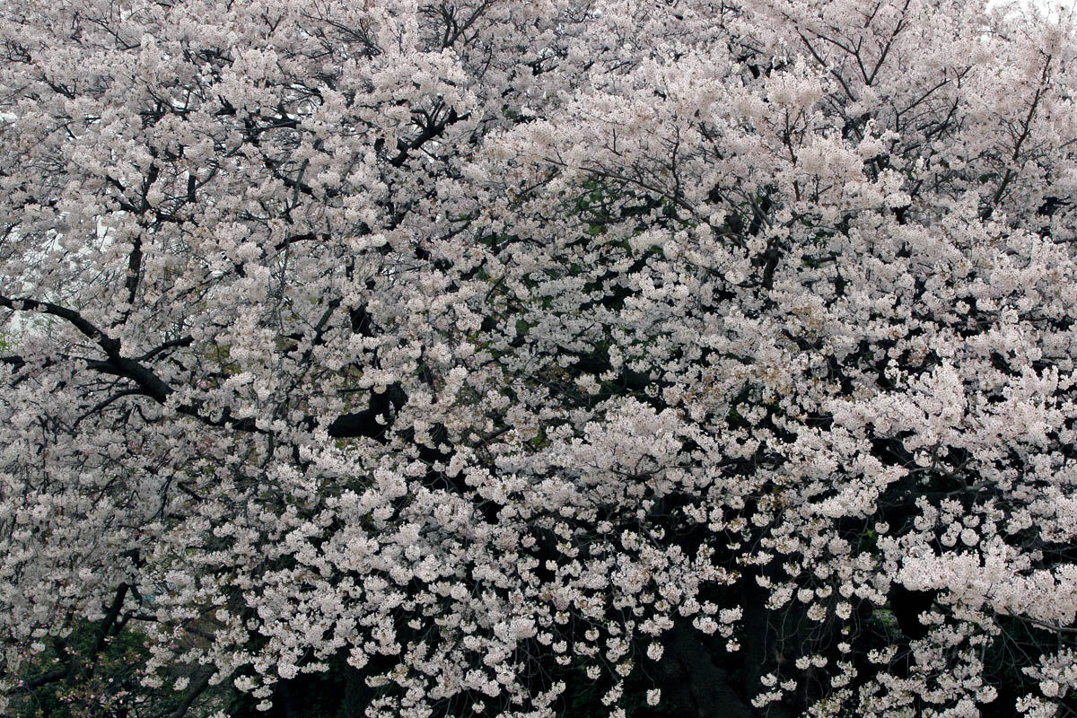 a0083081_17551619.jpg