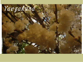 d0107889_2026727.gif