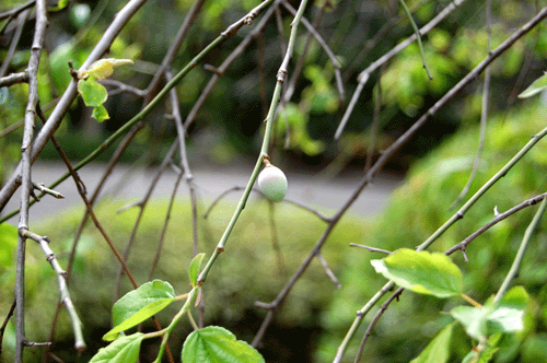 d0015006_94453100.gif