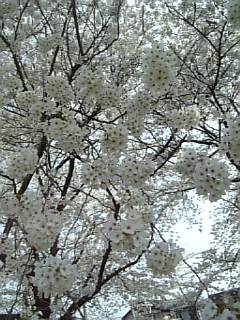 e0098908_2195147.jpg