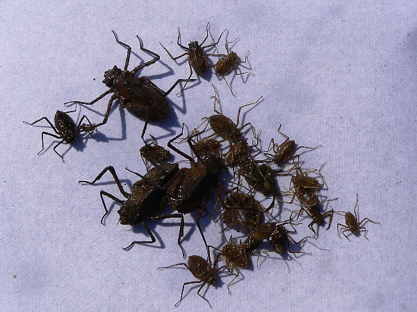 e0002314_2045162.jpg