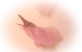 d0016727_2010306.gif