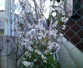 d0071228_22432049.jpg