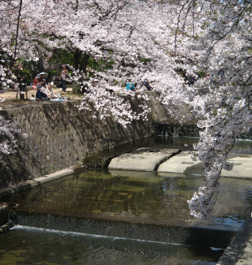 人工的に作られた川のようですが、上流は普通の川です。その両側にずらりと植えられた桜。関西でも有名なお花見スポットです。川の中に垂れ下がるように咲き乱れる桜。