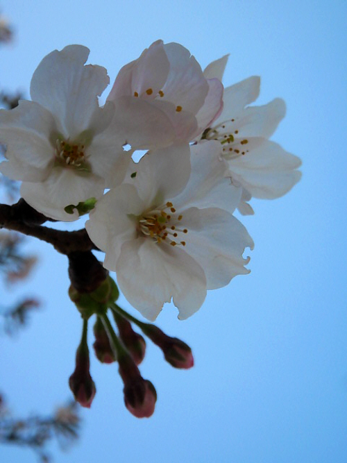 同じく桜のアップ画像。ピンク色のつぼみが可愛いです。咲ききっている花びらは真っ白なんですけどね。青空に白とピンが映えた一枚。