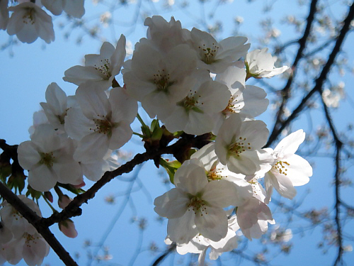 桜の花びらのアップ画像。お日様の光に透けるように見えています。花びらの向こうには真っ青な空色が広がっています。