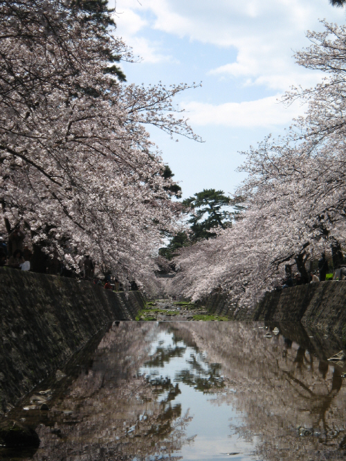 同じく川面に届くのではと思わんばかりの桜の木々。川岸の両側の桜が、川面に映り込んで、上も下もピンク一色。桜の木の間から覗く青空が、まるで息抜きの色合いのようです。