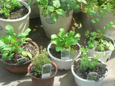 f0086169_2216699.jpg