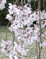 a0012575_19315760.jpg