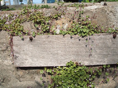 e0082098_10475586.jpg