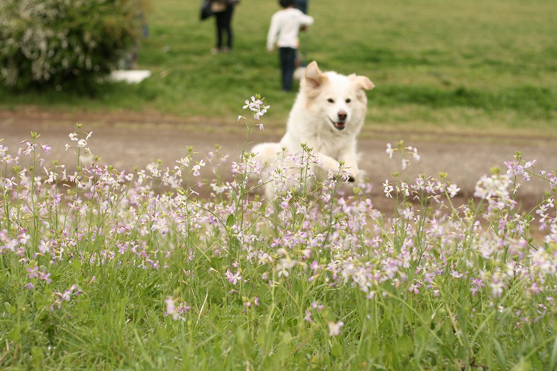 a0032004_18394152.jpg