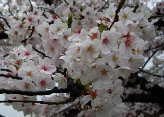 f0024419_1164947.jpg