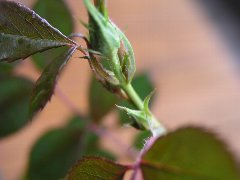 b0031925_10462498.jpg