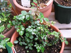 b0031925_10571053.jpg