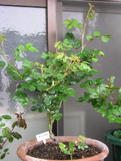 b0031925_1127226.jpg