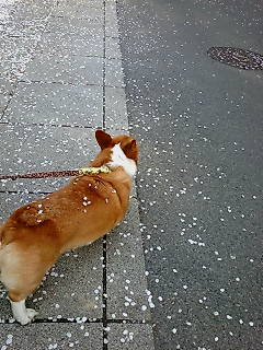 c0110930_22493468.jpg