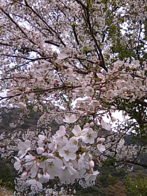 b0033247_22232224.jpg