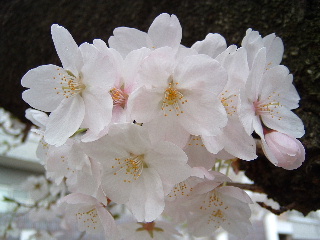 a0104448_14145559.jpg