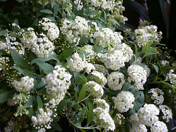 c0069048_6491388.jpg
