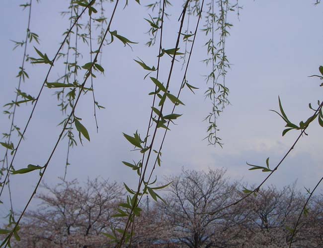 e0002850_214546.jpg