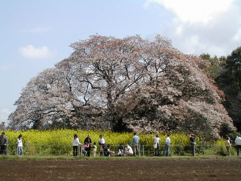 a0088456_1752126.jpg