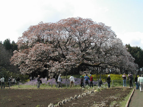 a0088456_1755339.jpg
