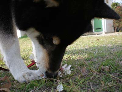 f0118956_038431.jpg