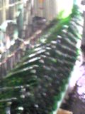 d0007957_165920.jpg