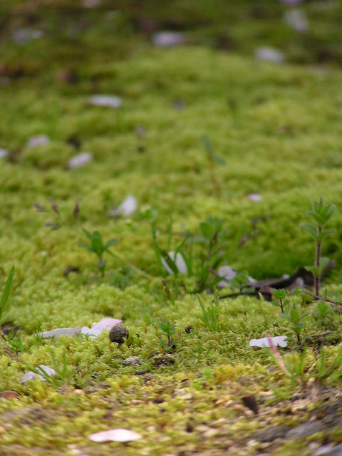 f0074659_202711.jpg