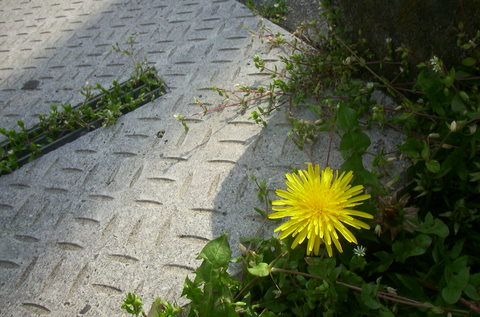 e0116383_16232346.jpg