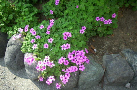 e0116383_1623651.jpg