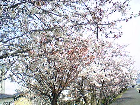 f0045494_1353390.jpg