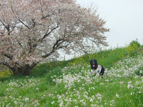 c0050400_17141939.jpg