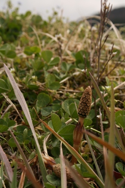 e0060302_22423952.jpg