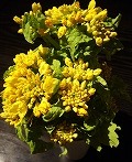 d0054715_19534452.jpg