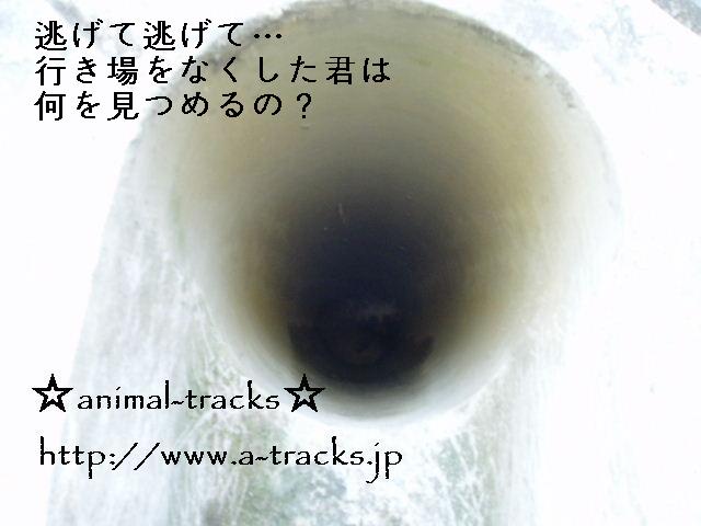 d0035420_052281.jpg