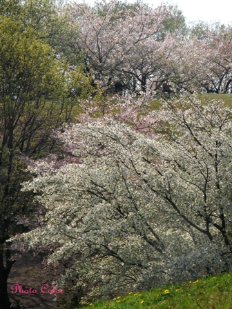 f0078127_2085636.jpg