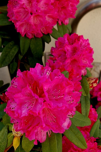 e0107030_1495432.jpg