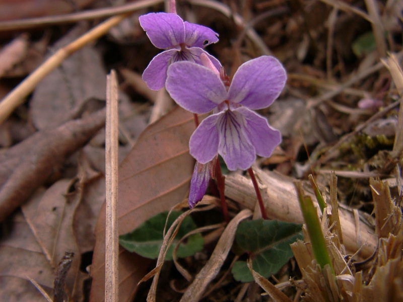 f0105732_101621.jpg