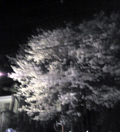 b0101263_1544321.jpg