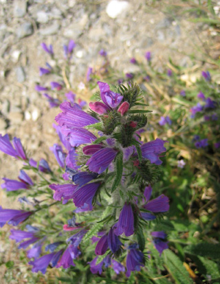 e0023086_521831.jpg